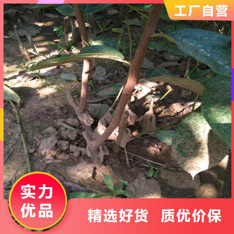柿子無(wú)花果苗現(xiàn)貨滿(mǎn)足大量采購(gòu)