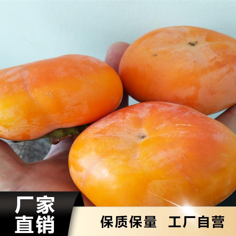 柿子,無花果苗好產品價格低