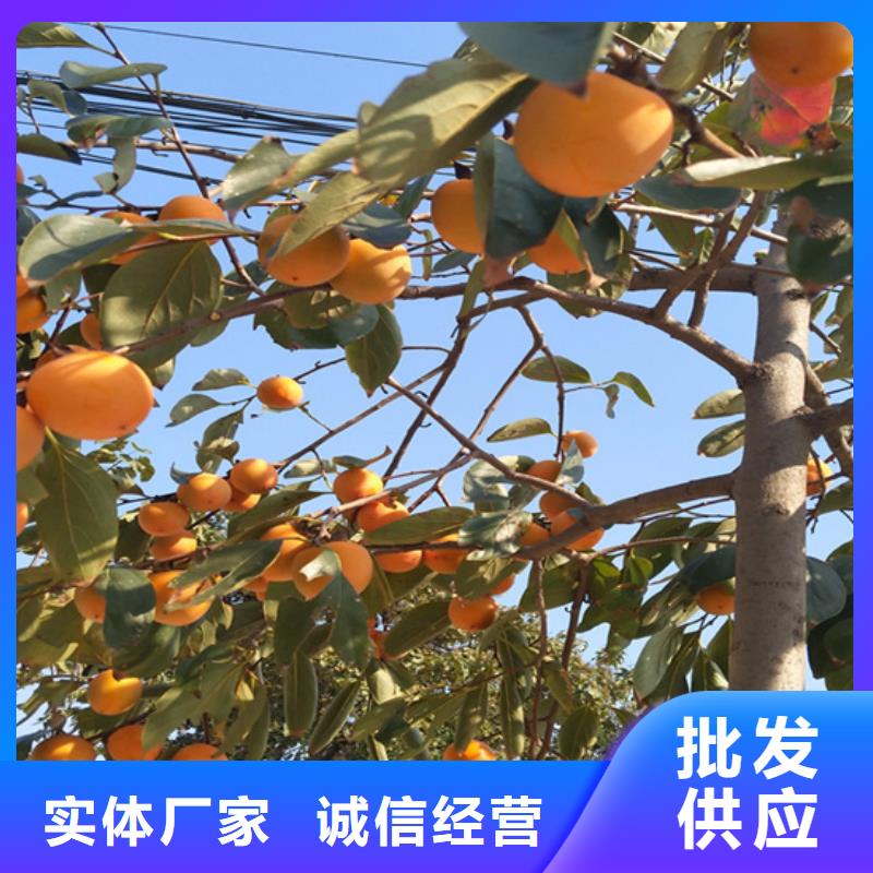 柿子無(wú)花果苗現(xiàn)貨滿(mǎn)足大量采購(gòu)