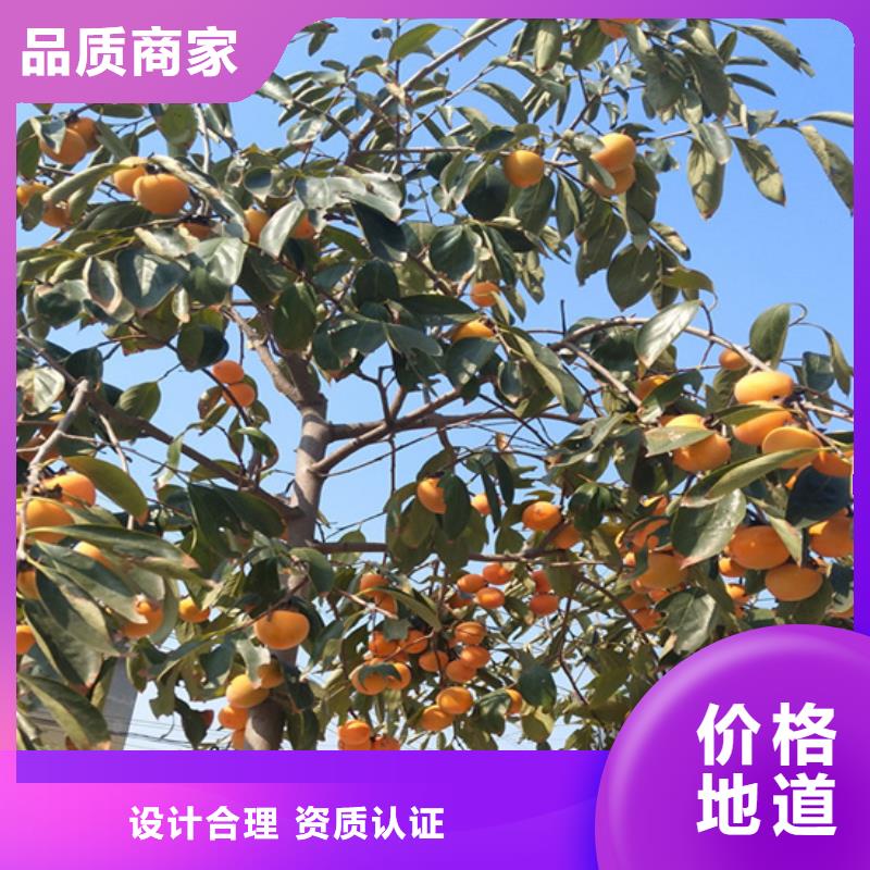 柿子無(wú)花果苗現(xiàn)貨滿(mǎn)足大量采購(gòu)