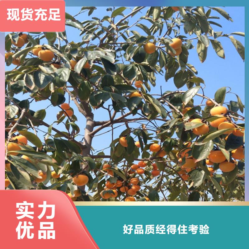 石榴树视频-丰泽|金门|宁德|龙岩|福州|漳州|三明轩园石榴树_ 轩园园艺场(泉州市分公司)