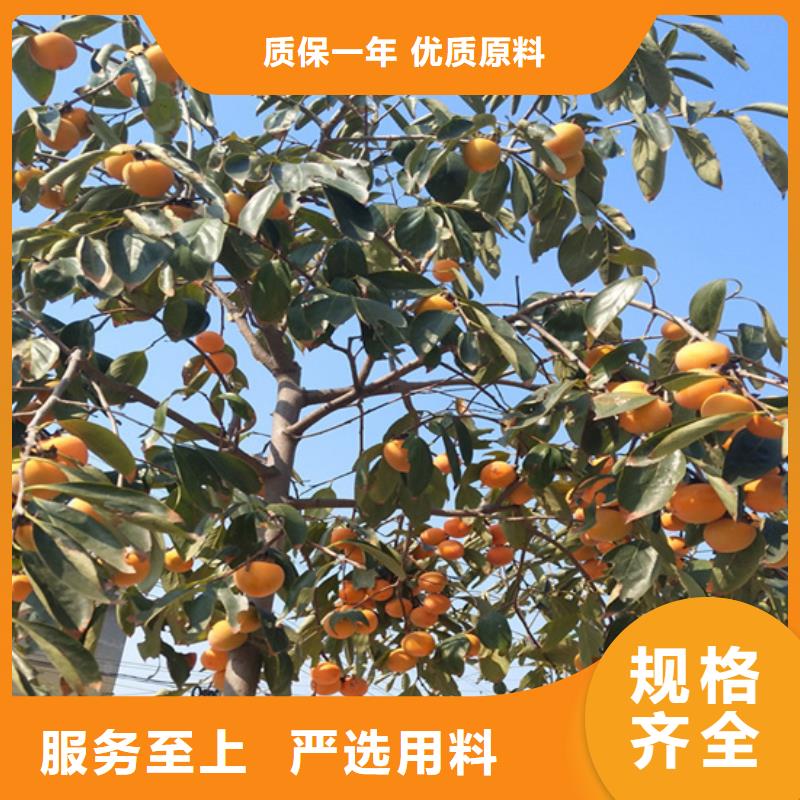 【柿子】_葡萄苗一手價格
