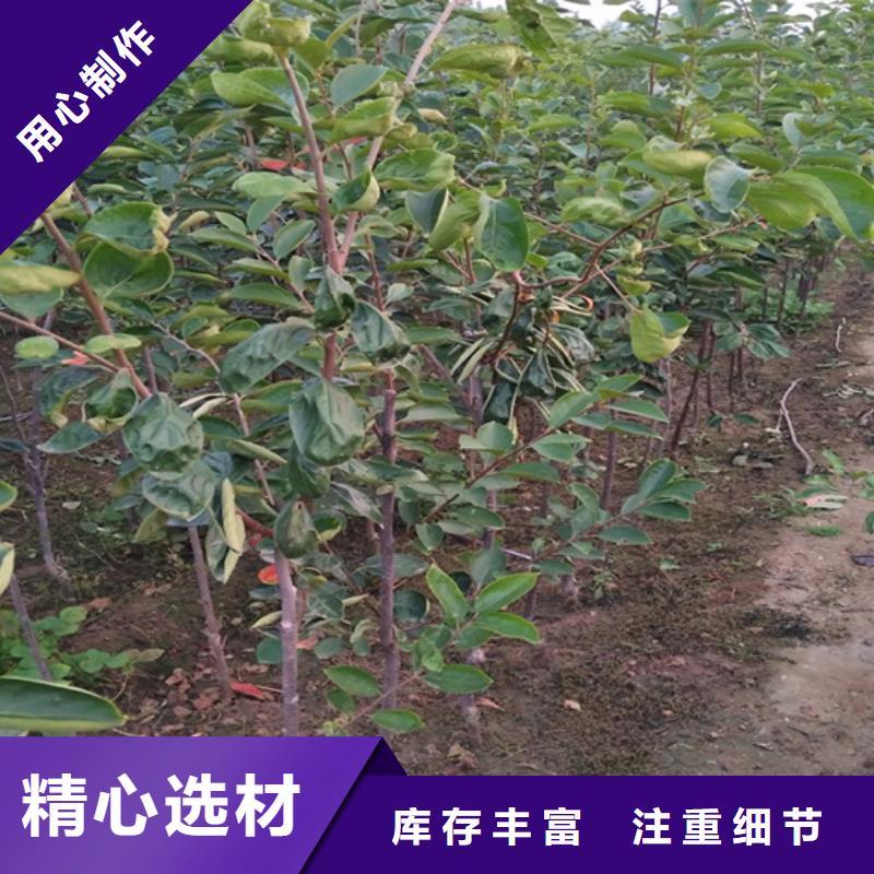 柿子-櫻桃苗量大從優