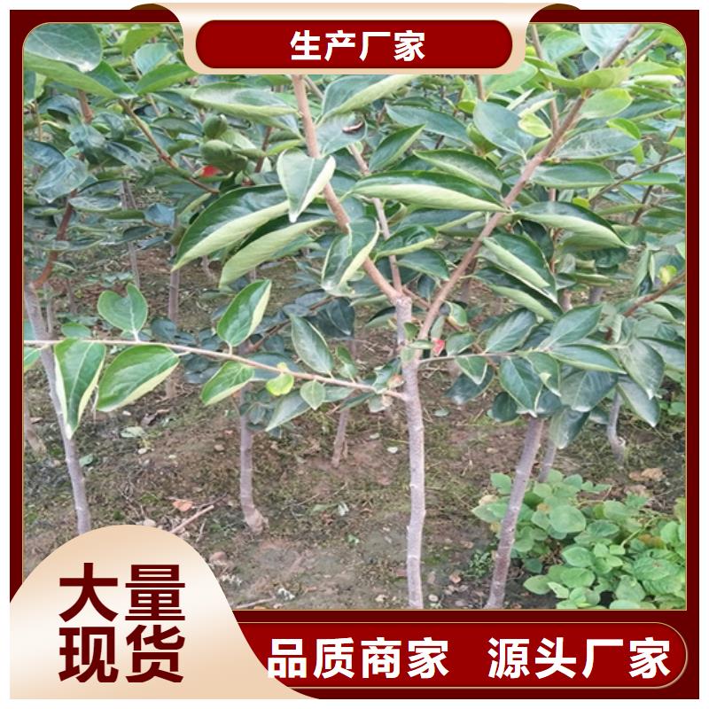 柿子-櫻桃苗量大從優