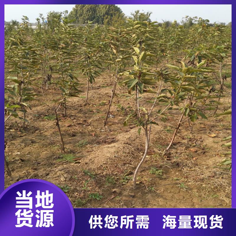 石榴树视频-丰泽|金门|宁德|龙岩|福州|漳州|三明轩园石榴树_ 轩园园艺场(泉州市分公司)
