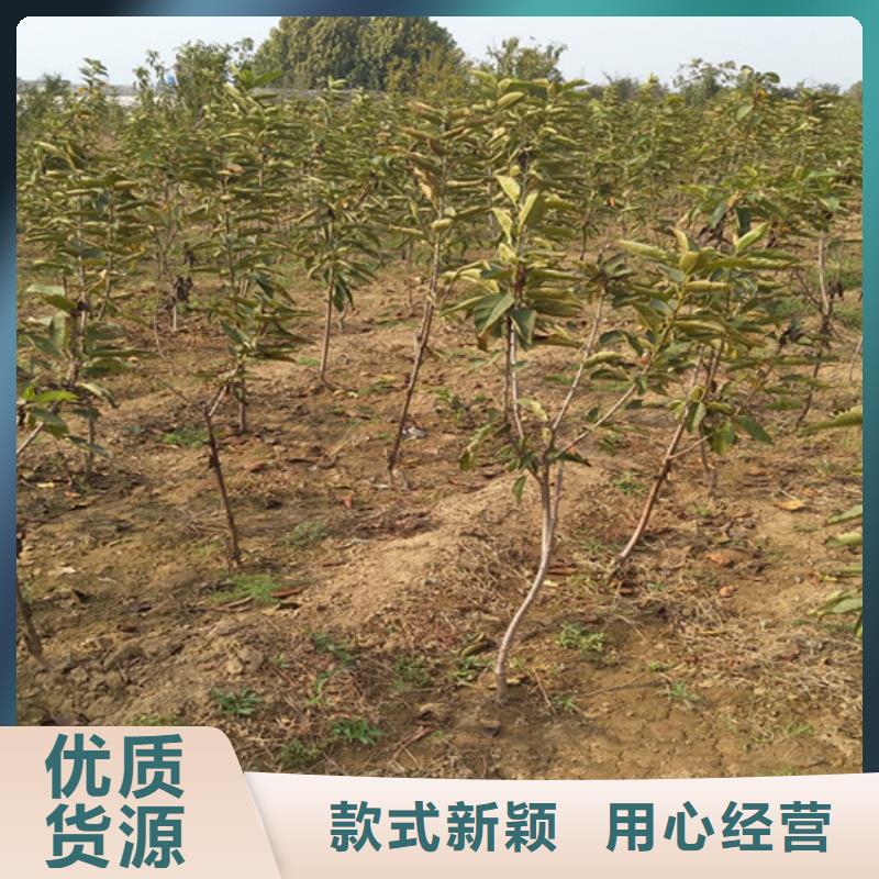 【柿子】_葡萄苗一手價格