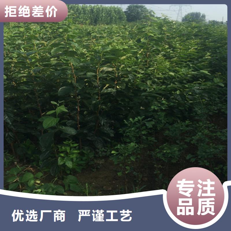 石榴树视频-丰泽|金门|宁德|龙岩|福州|漳州|三明轩园石榴树_ 轩园园艺场(泉州市分公司)