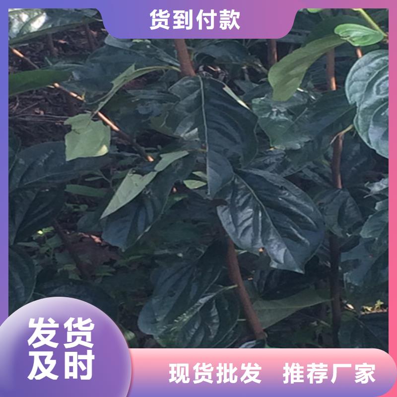 巧克力柿子苗新品種/軒園園藝場