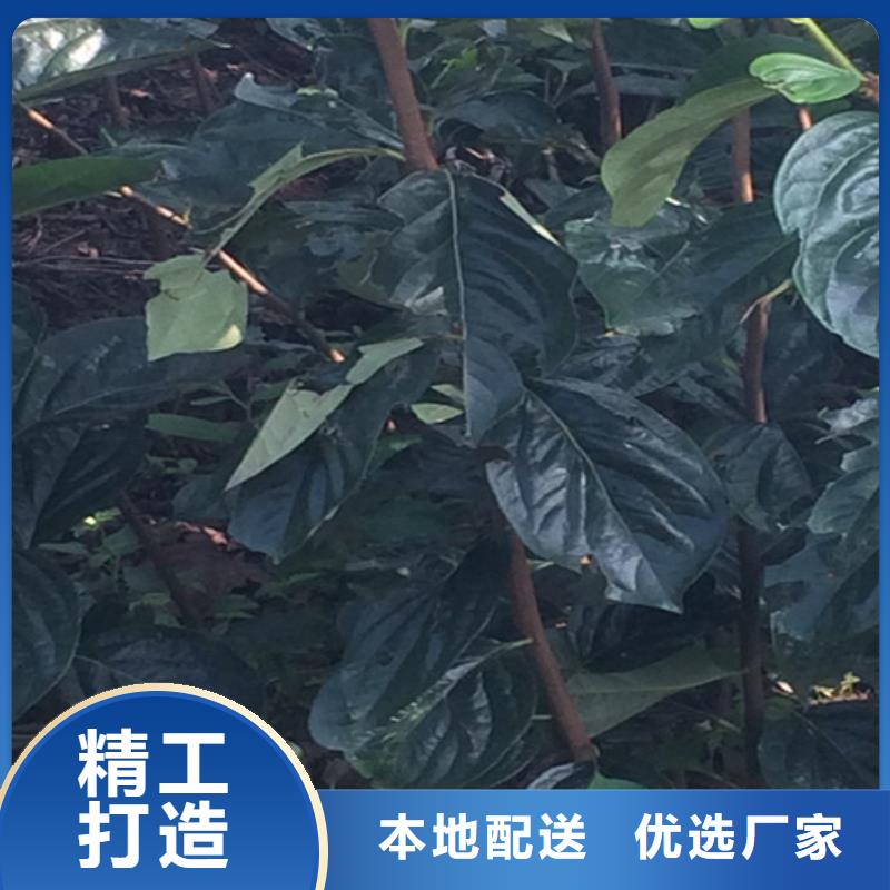 【柿子】,蘋果苗精選好貨