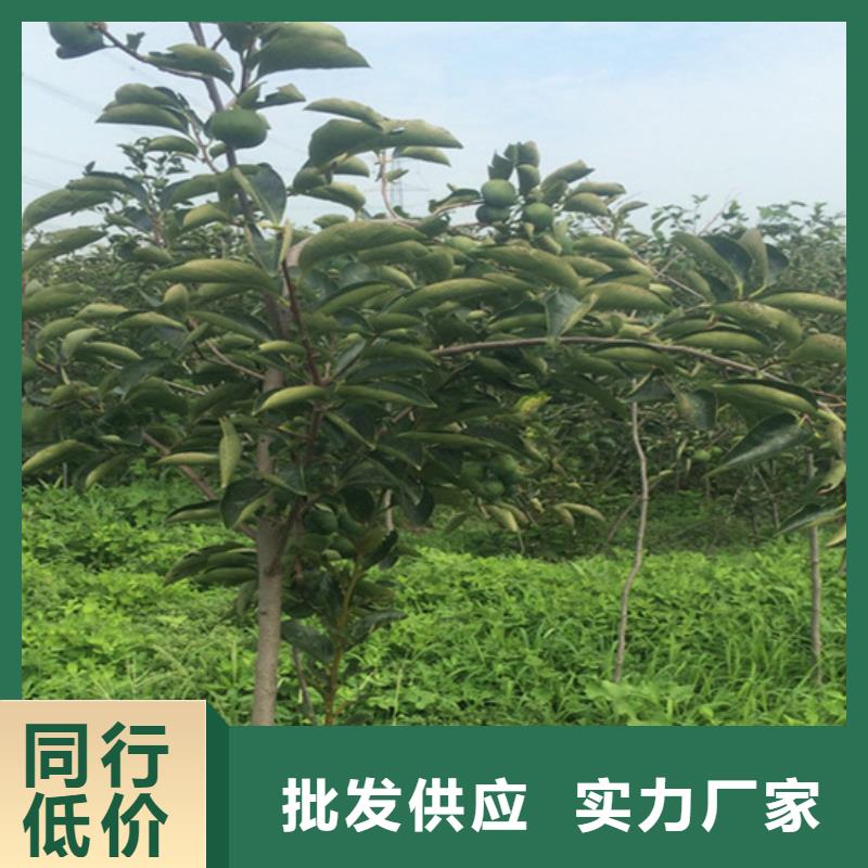 水果柿子樹苗育苗基地
