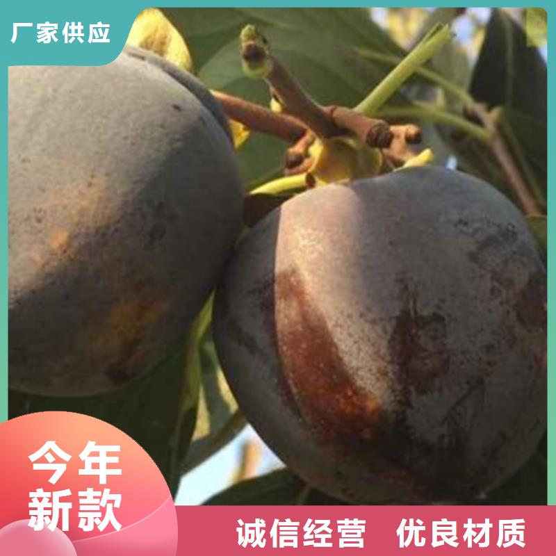 巧克力甜柿子樹成活率高