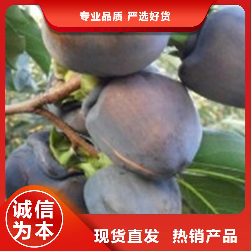 柿子無(wú)花果苗現(xiàn)貨滿(mǎn)足大量采購(gòu)