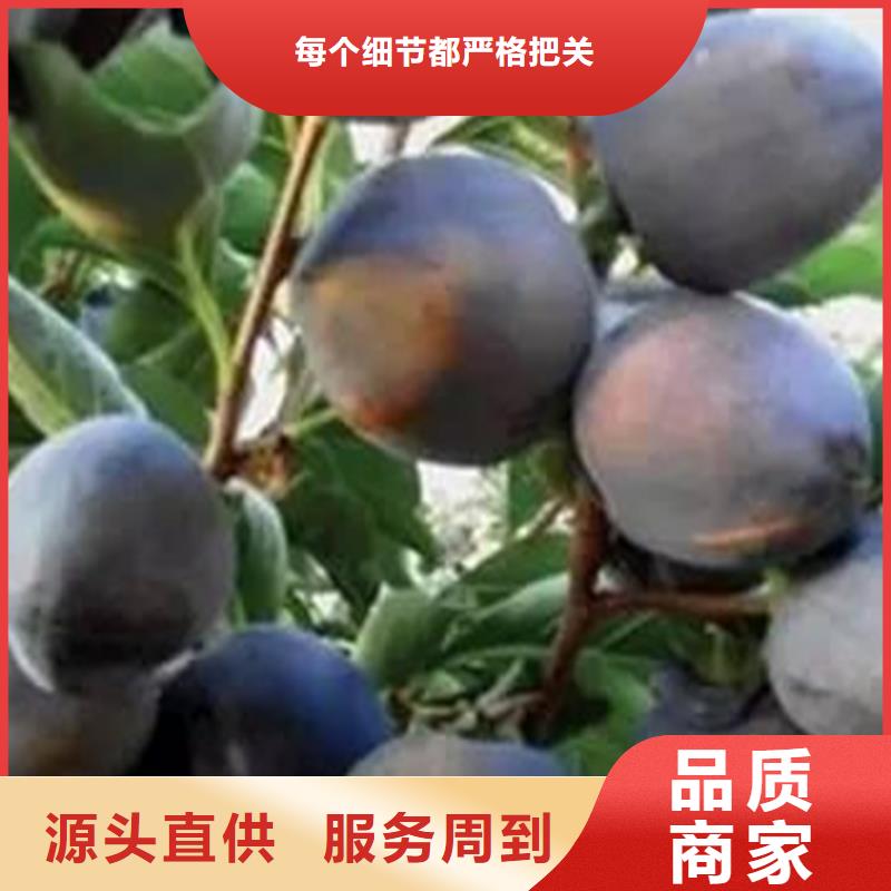 柿子,蘋果苗核心技術