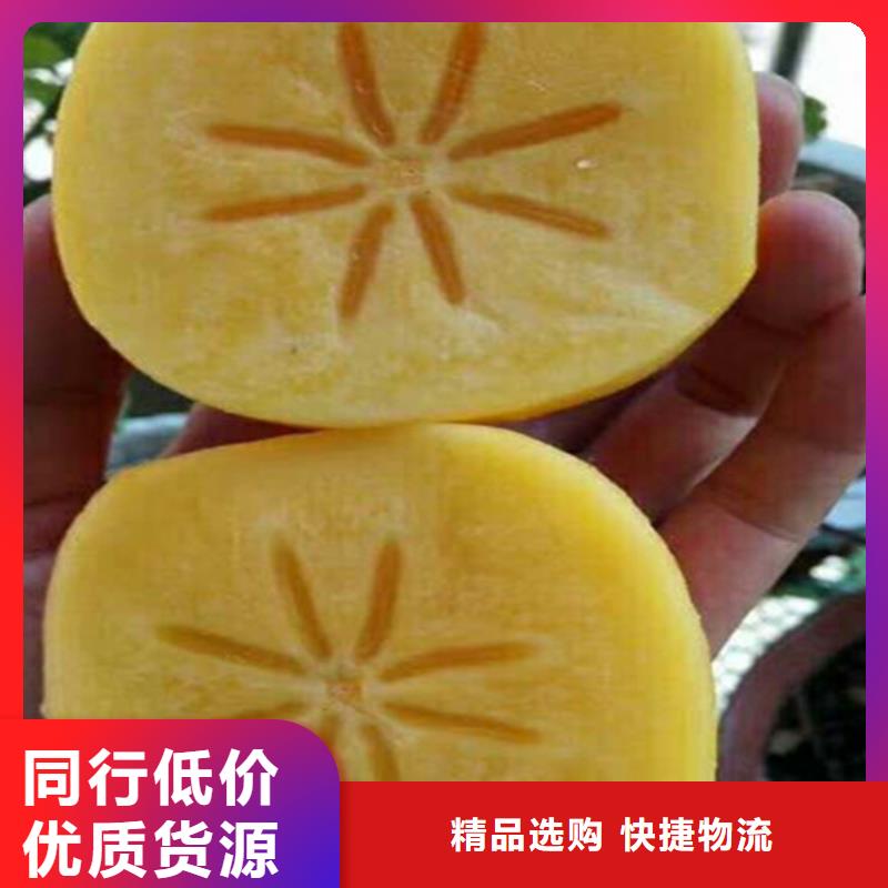 石榴树视频-丰泽|金门|宁德|龙岩|福州|漳州|三明轩园石榴树_ 轩园园艺场(泉州市分公司)