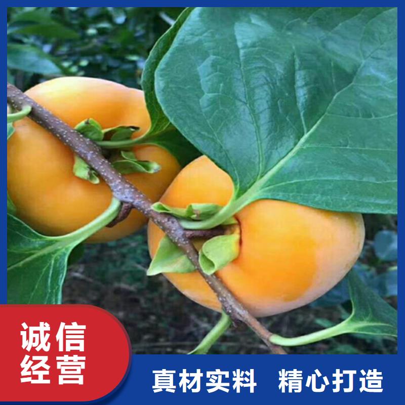 巧克力甜柿子樹成活率高