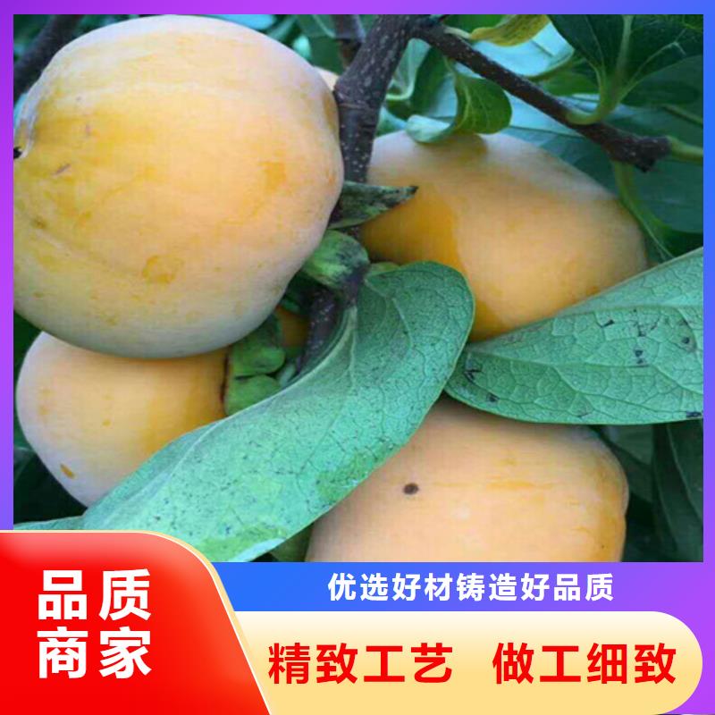 石榴树视频-潮州市石榴树-【本土】可服务区域潮安|湘桥|梅州|阳江|韶关|湛江|汕头|深圳