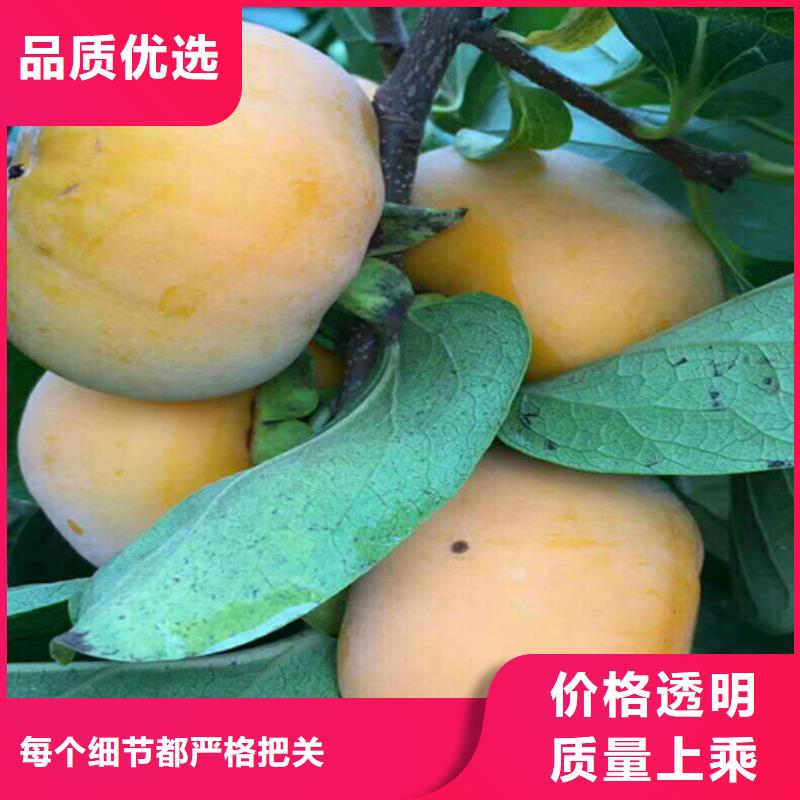 石榴树视频-丰泽|金门|宁德|龙岩|福州|漳州|三明轩园石榴树_ 轩园园艺场(泉州市分公司)