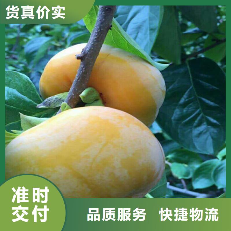 水果柿子樹苗露天種植