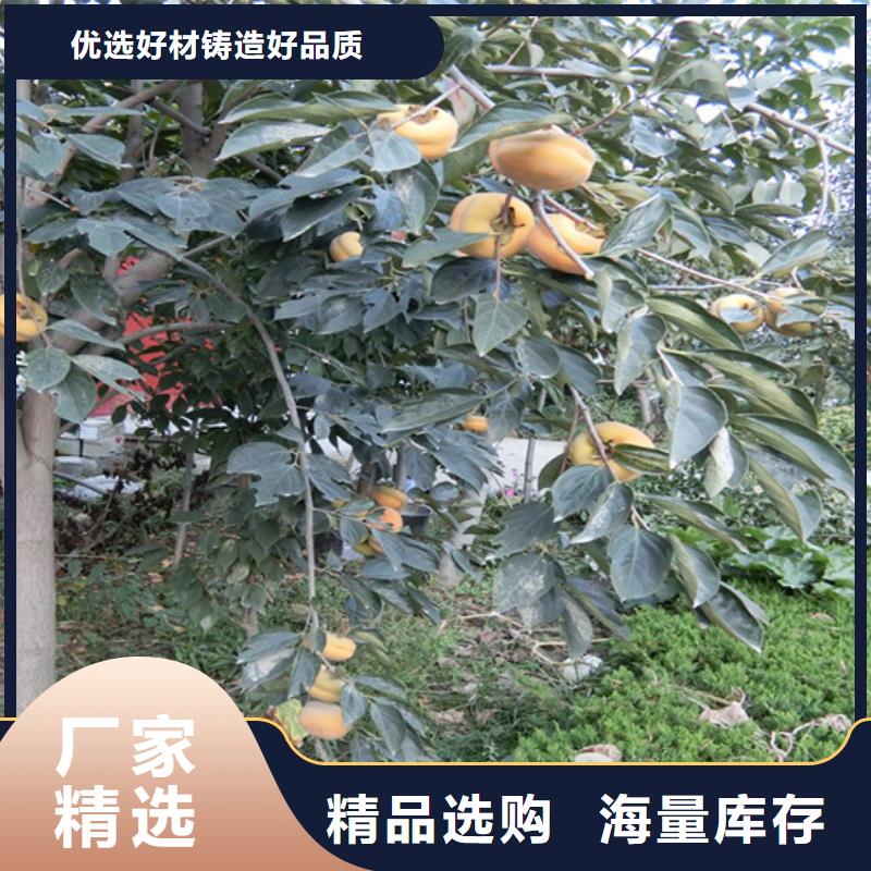 柿子奶油草莓工期短發貨快