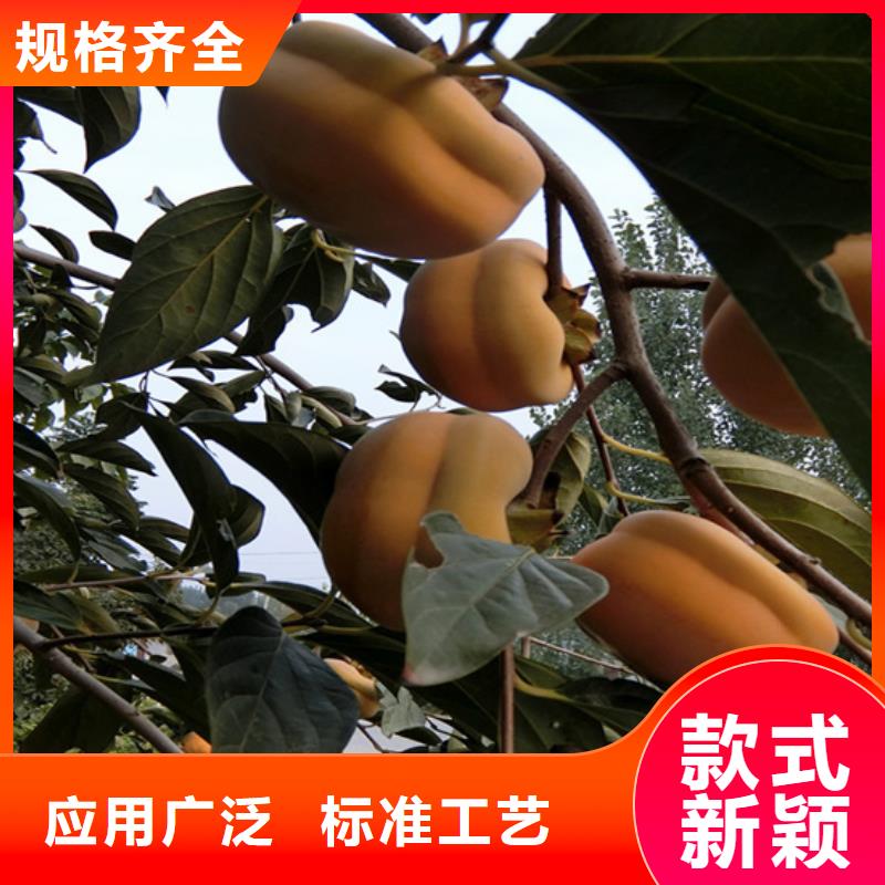 石榴树视频-丰泽|金门|宁德|龙岩|福州|漳州|三明轩园石榴树_ 轩园园艺场(泉州市分公司)
