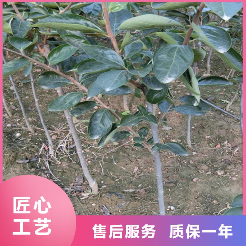 石榴树视频-潮州市石榴树-【本土】可服务区域潮安|湘桥|梅州|阳江|韶关|湛江|汕头|深圳