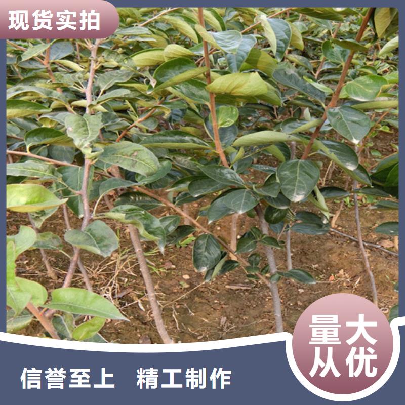 柿子_櫻桃苗源頭工廠量大優惠