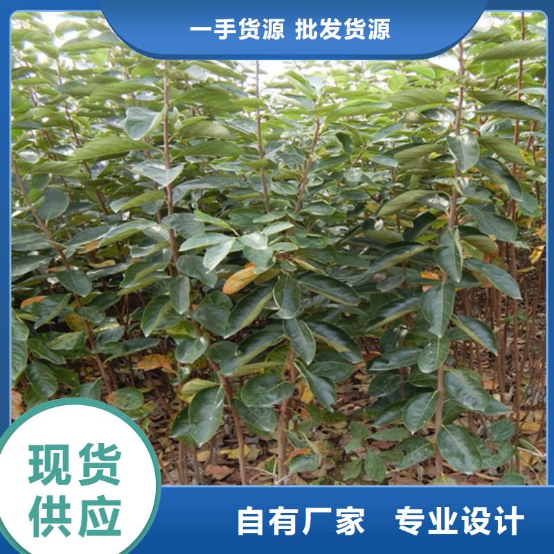 柿子櫻桃苗物流配貨上門
