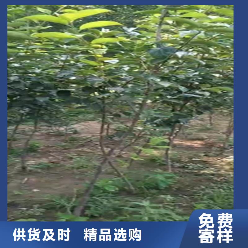 【柿子】_葡萄苗一手價格