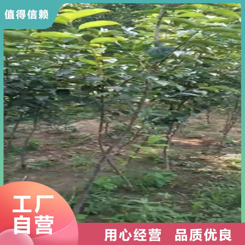 柿子梨树苗大库存无缺货危机