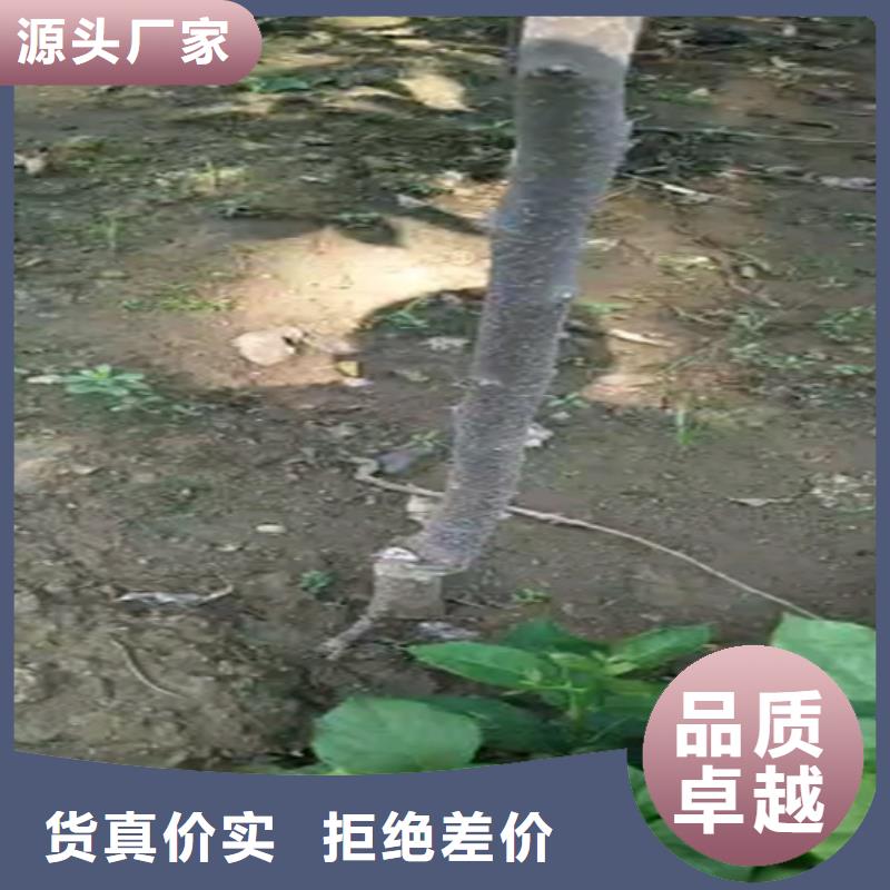 水果柿子樹苗基地