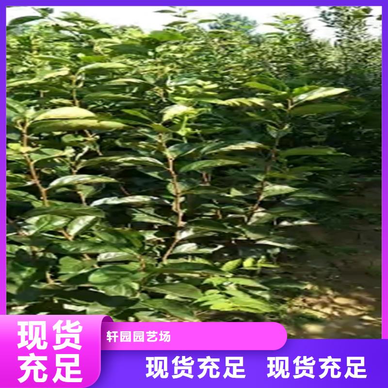 柿子,無花果苗好產品價格低