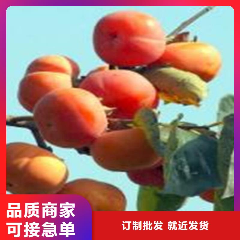 柿子李子苗大量現貨供應