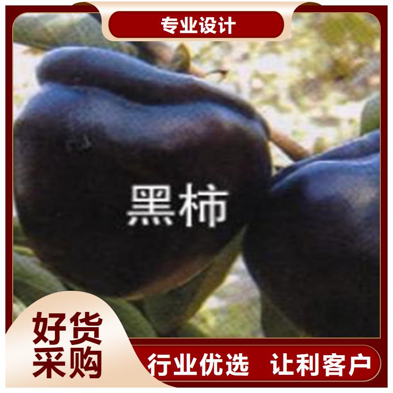 水果柿子樹苗基地