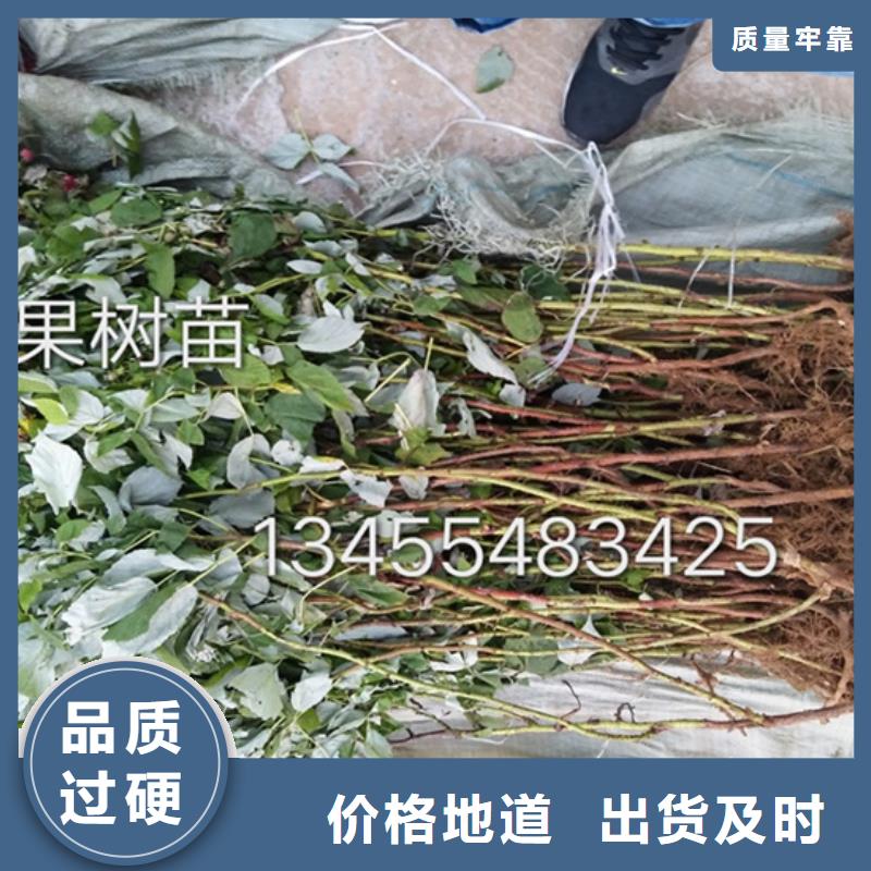 雙季樹莓苗適合種植地區(qū)