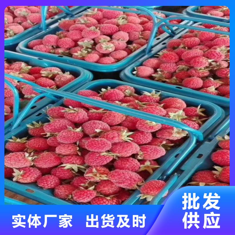 紅樹莓苗多少錢一棵