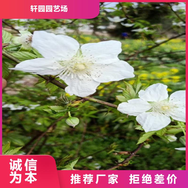 石榴树视频-绍兴市石榴树-【此地】可服务区域上虞|嵊州|杭州|温州|宁波|湖州|丽水