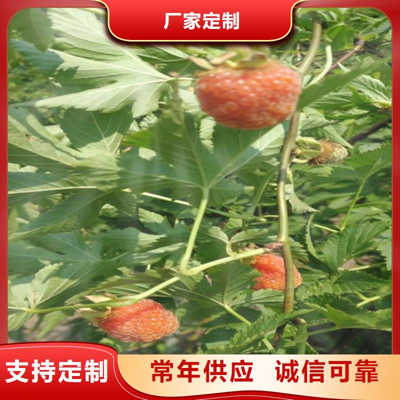 樹莓桃樹苗品質保障售后無憂
