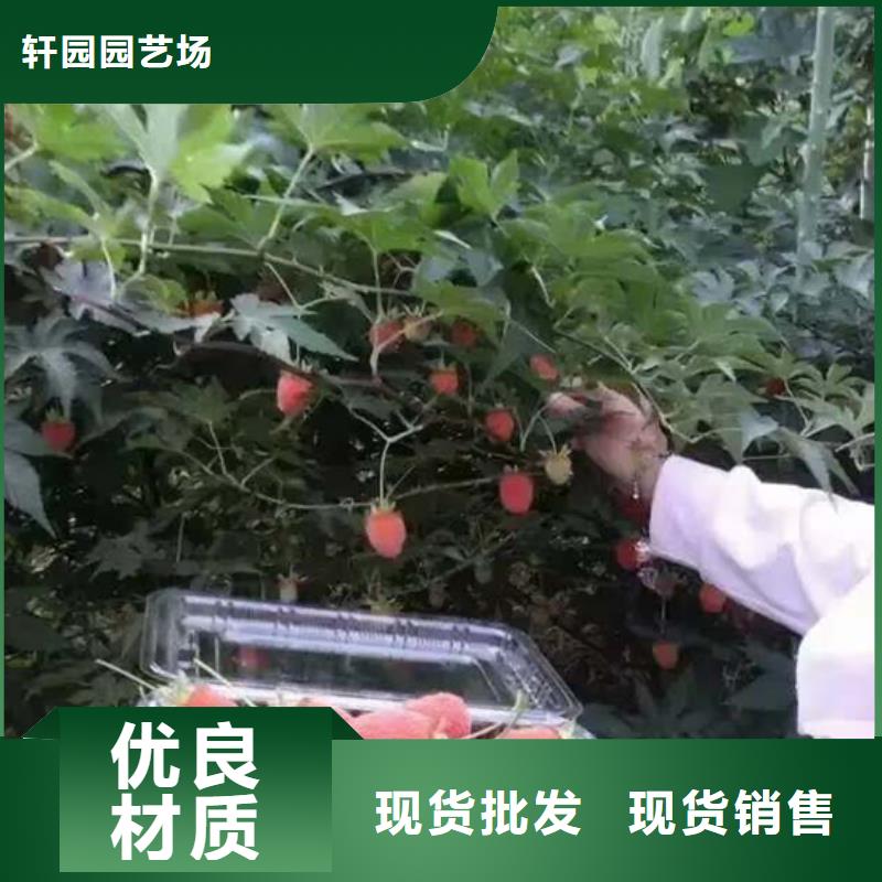 樹莓桃樹苗品質保障售后無憂