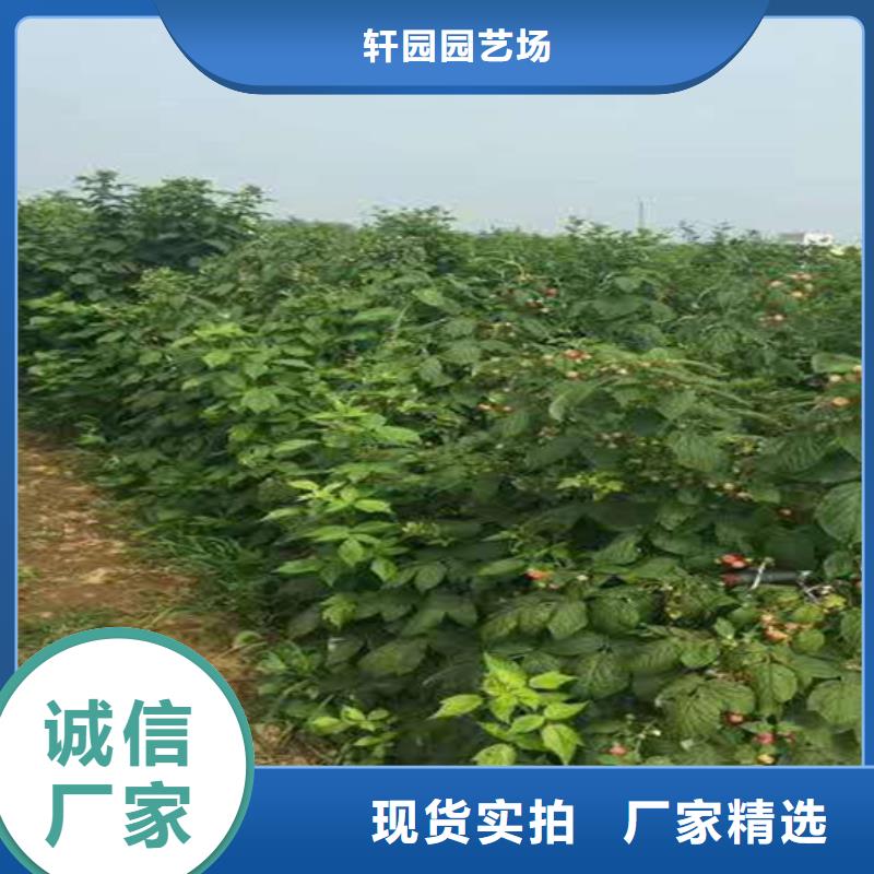雙季黑樹莓苗當年結果樹