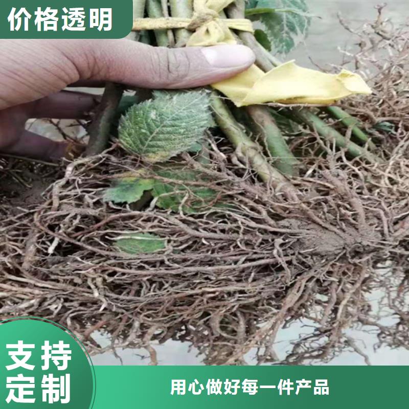 樹莓櫻桃苗實體廠家大量現(xiàn)貨