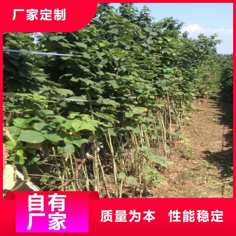 树莓_无花果苗真材实料加工定制