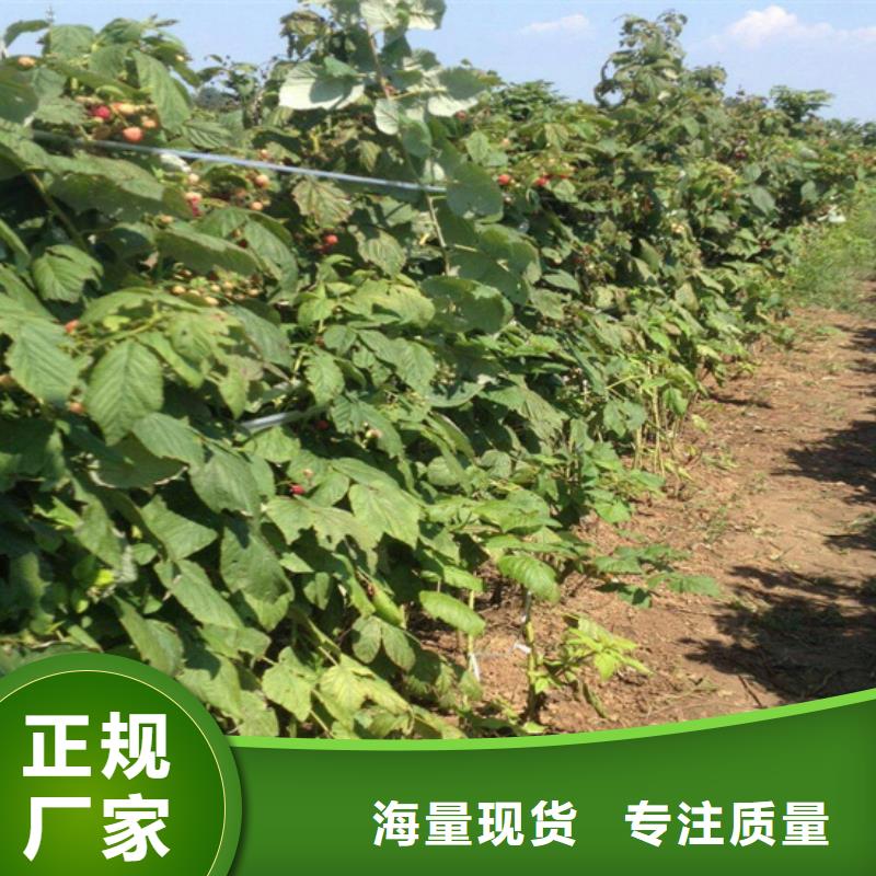 樹莓櫻桃苗實體廠家大量現(xiàn)貨