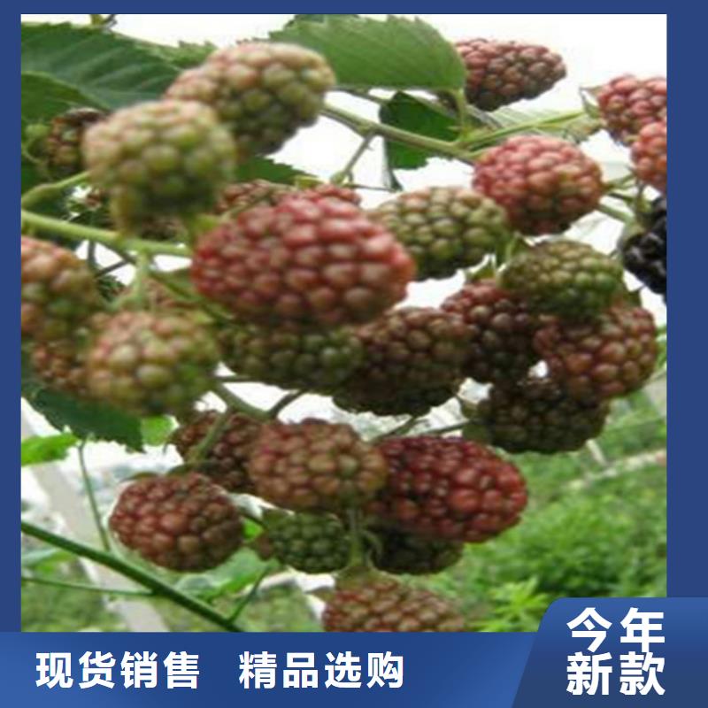 【樹莓_桃樹苗專注細節(jié)使用放心】