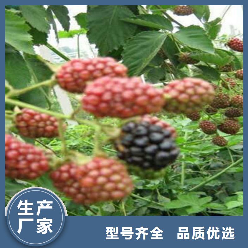 石榴树视频-绍兴市石榴树-【此地】可服务区域上虞|嵊州|杭州|温州|宁波|湖州|丽水
