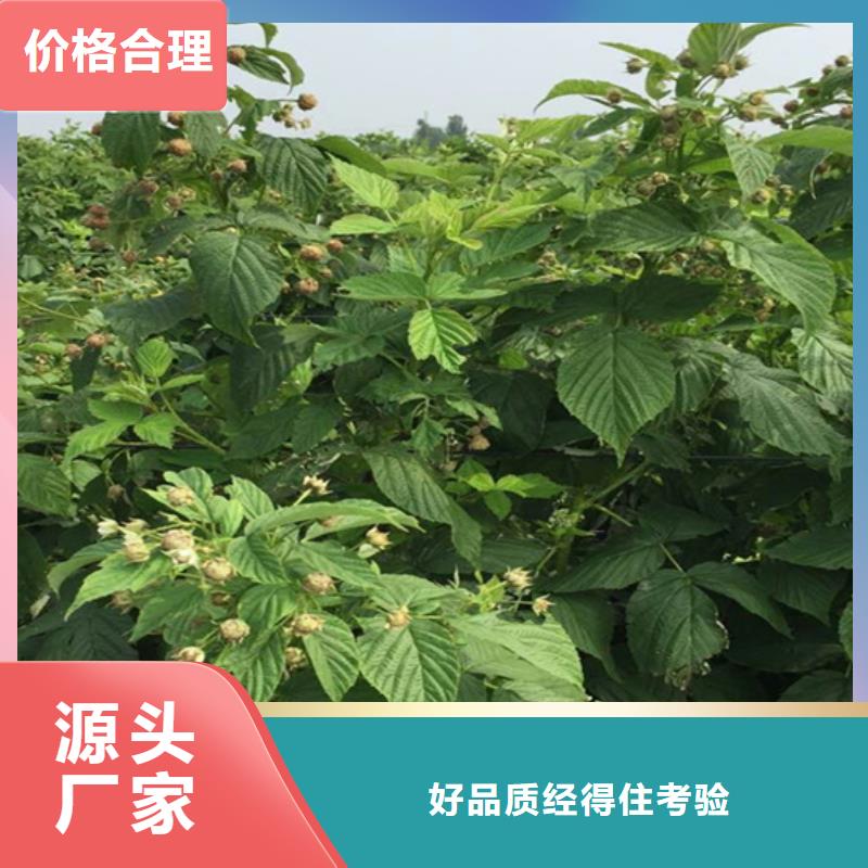 石榴树视频-绍兴市石榴树-【此地】可服务区域上虞|嵊州|杭州|温州|宁波|湖州|丽水