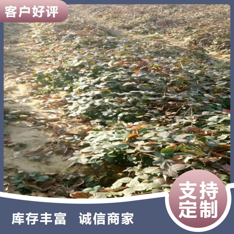 雙季黑樹莓苗當年結果樹