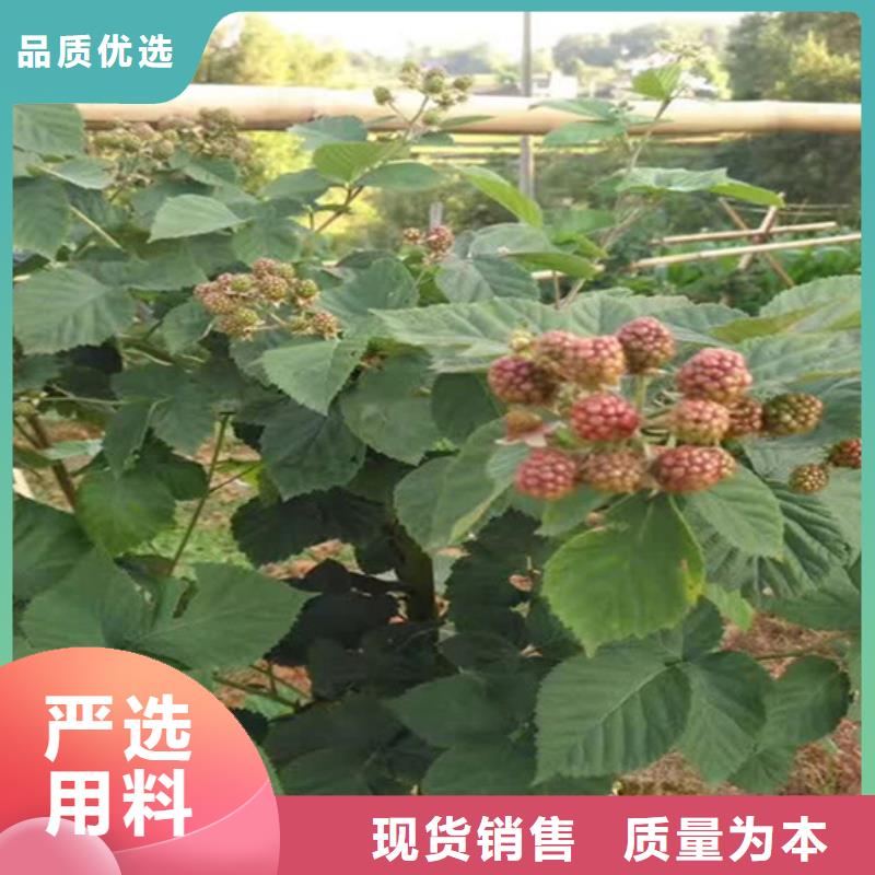樹莓,【【獼猴桃苗】】可零售可批發(fā)