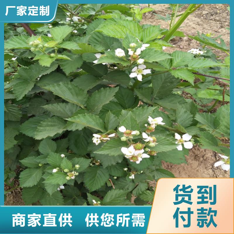 树莓_无花果苗真材实料加工定制