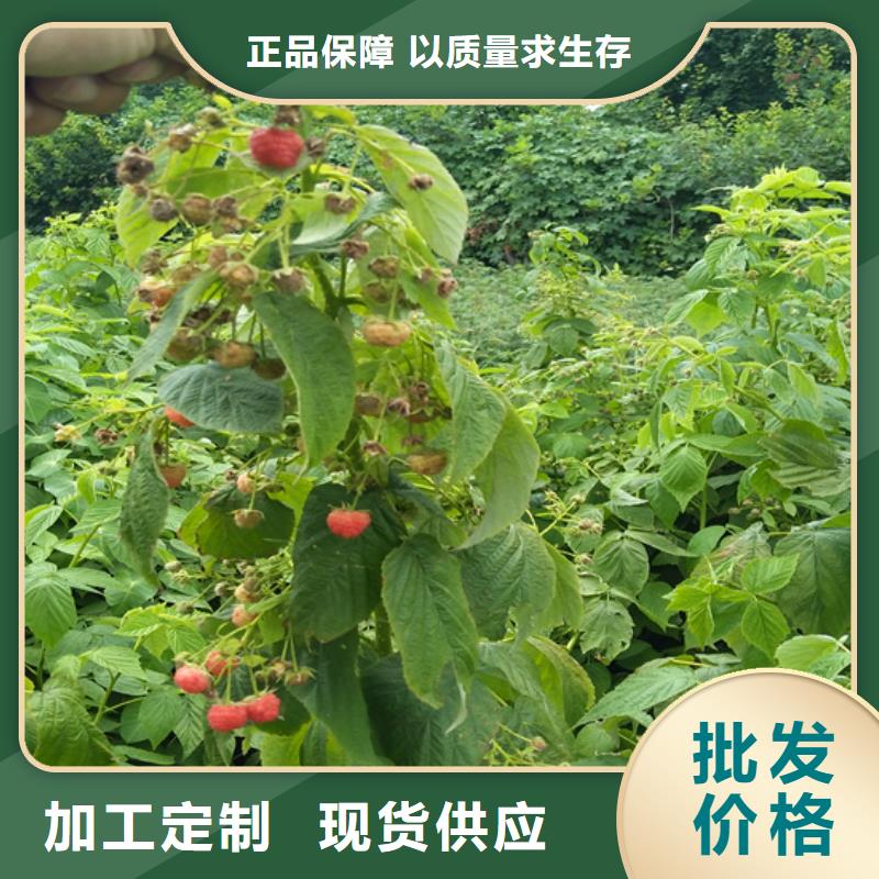 樹莓櫻桃苗實體廠家大量現(xiàn)貨