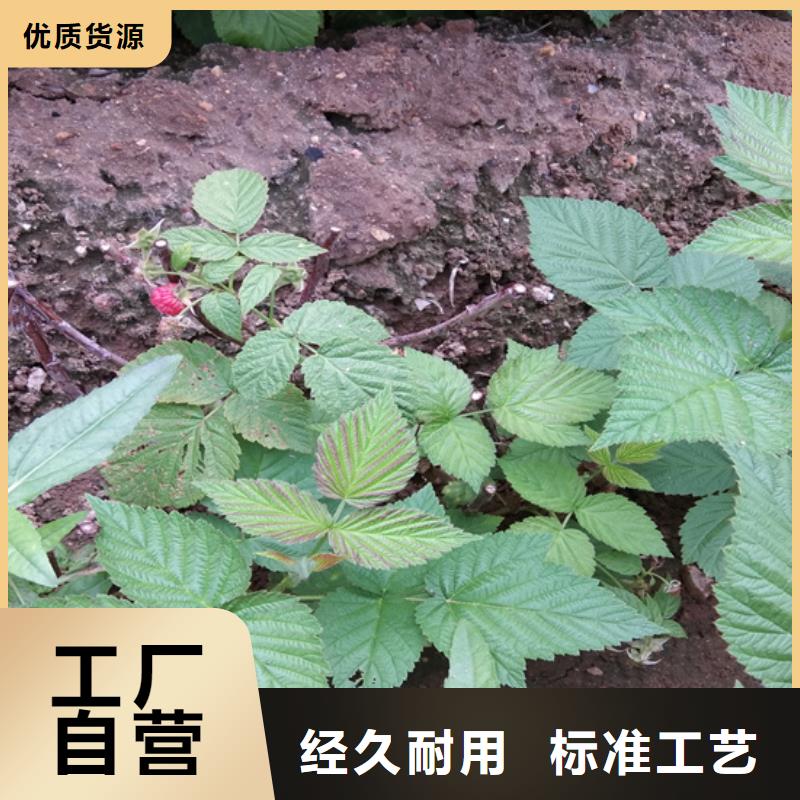 樹莓石榴樹支持定制加工